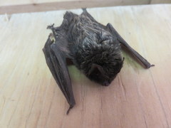 Barbastella barbastellus