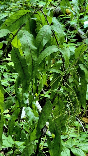 Sisymbrium strictissimum, photograph 6