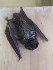 Barbastella barbastellus