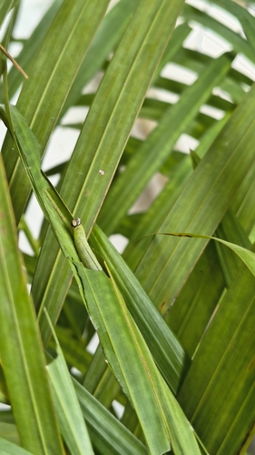 Indian Palm Bob
