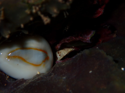 Monetaria obvelata observed 2026-08-24