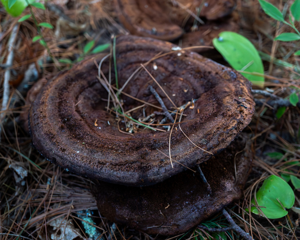 Phaeolus hispidoides · August 2026 · photo: Photo: (c) Eli Talhouk, some rights reserved (CC BY) · iNaturalist