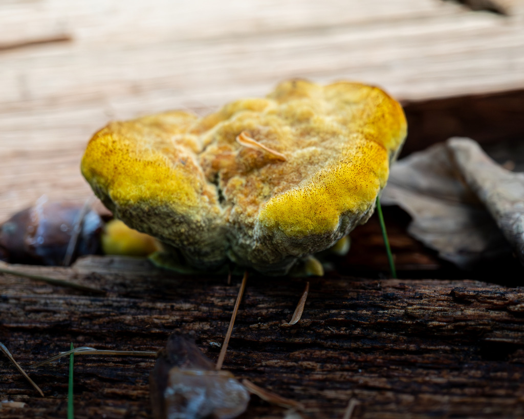 Phaeolus hispidoides · August 2026 · photo: Photo: (c) Eli Talhouk, some rights reserved (CC BY) · iNaturalist