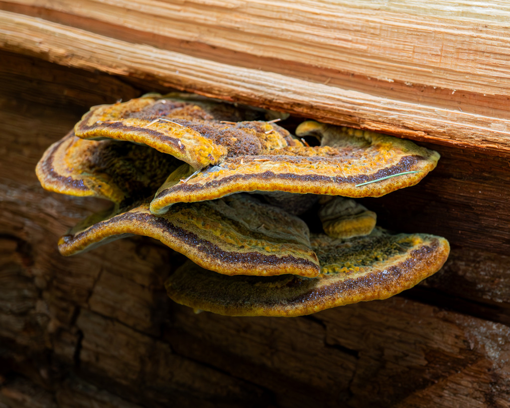 Phaeolus hispidoides · August 2026 · photo: Photo: (c) Eli Talhouk, some rights reserved (CC BY) · iNaturalist