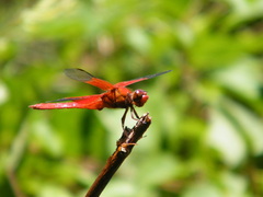 Libellula gaigei