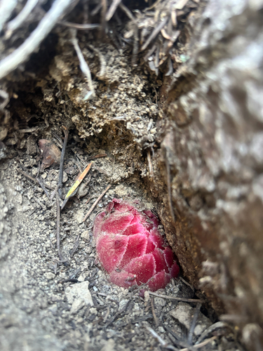 Snowplant