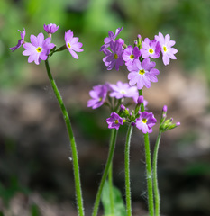 Primula cortusoides