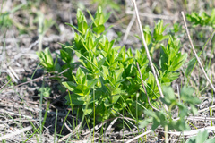 Gentiana dschungarica