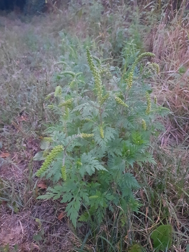 common ragweed