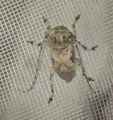 Lagocheirus araneiformis