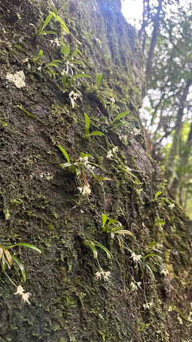 Bulbophyllum scabratum