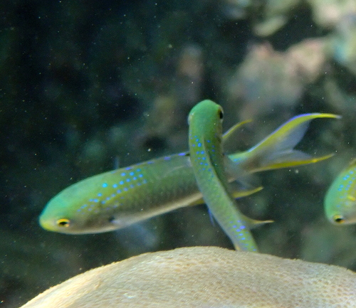 Neopomacentrus nemurus observed 2026-08-25