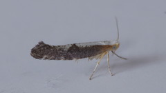 Argyresthia spinosella