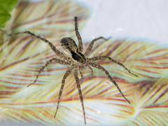Pardosa zonsteini