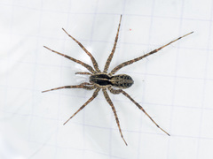 Pardosa zonsteini