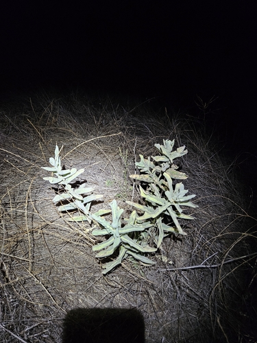 Asclepias eriocarpa, photograph 3