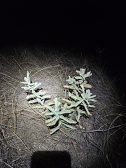 Asclepias eriocarpa, photograph (c) average_plant_enjoyer, some rights reserved (CC BY)