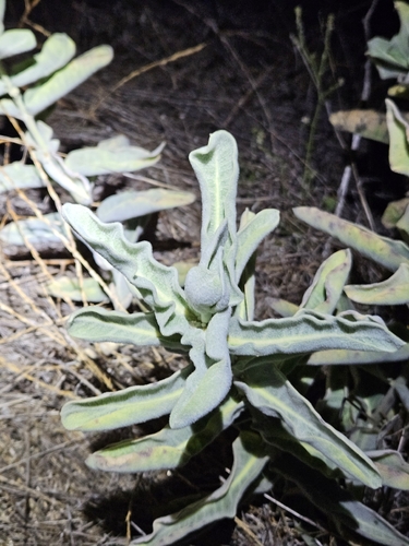 Asclepias eriocarpa, photograph 4