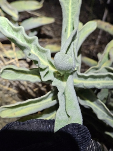Asclepias eriocarpa, photograph 5