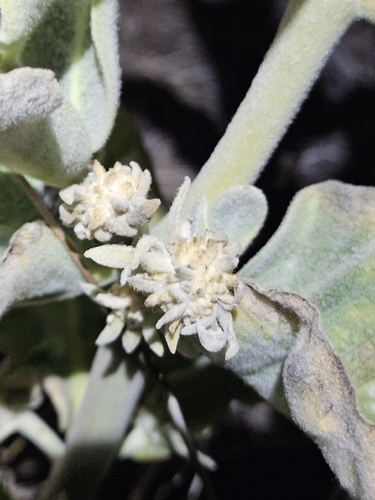 Asclepias eriocarpa, photograph 6