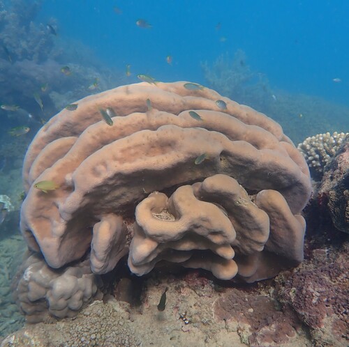 Pavona duerdeni observed 2026-07-04