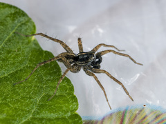 Pardosa zonsteini