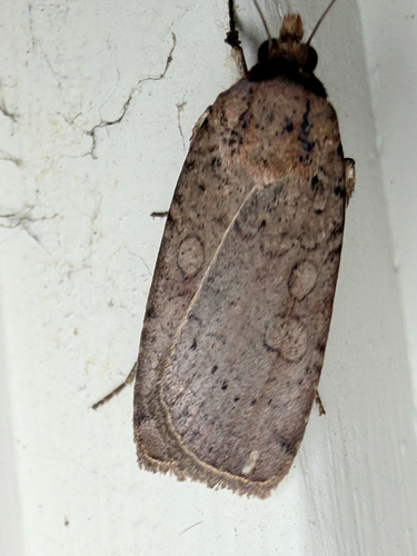 Brown-collared Dart (Protolampra brunneicollis)