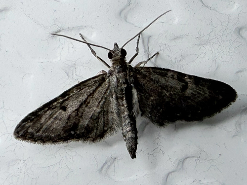 White-spotted Pug Moth (Eupithecia tripunctaria)