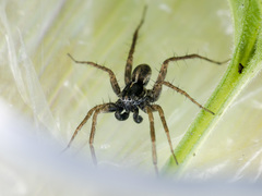 Pardosa zonsteini