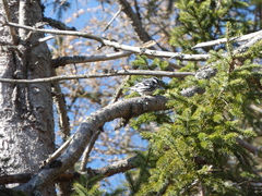 Mniotilta varia image