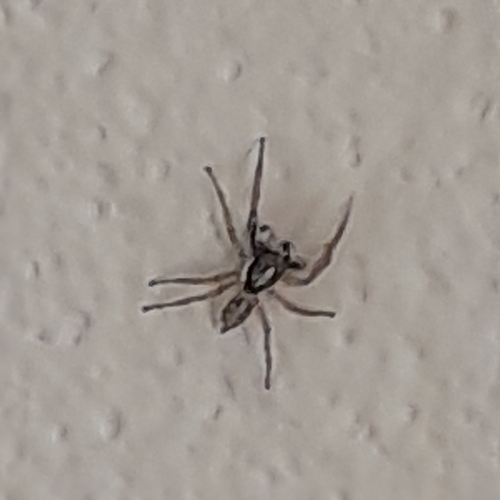 Half-edged Wall Jumping Spider