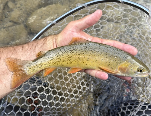 Snake River Fine-spotted Cutthroat Trout