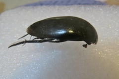 Hydrophilus insularis
