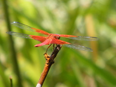 Libellula gaigei