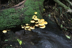 Pholiota glutinosa