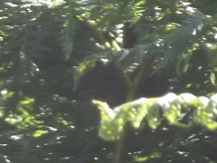 Cryptillas victorini
