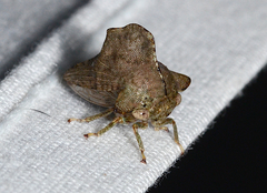 Heliria cornutula