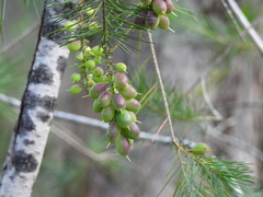 (c) Sid Miller, some rights reserved (CC BY) Persoonia pinifolia, photograph (c) Sid Miller, some rights reserved (CC BY)