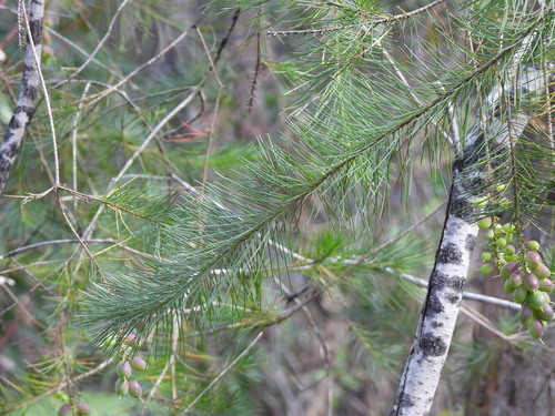 Persoonia pinifolia, photograph 6