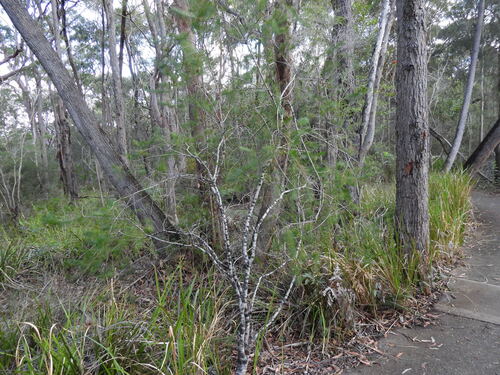 Persoonia pinifolia, photograph 5