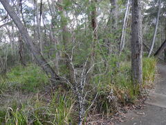(c) Sid Miller, some rights reserved (CC BY) Persoonia pinifolia, photograph (c) Sid Miller, some rights reserved (CC BY)