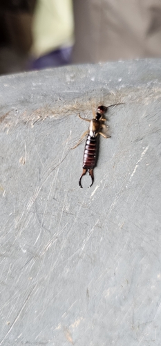 European Earwig