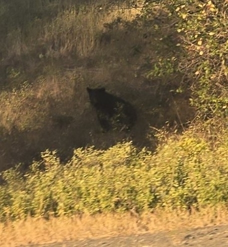 Black Bear sighting near Kamloops