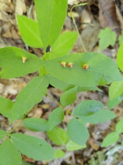 Phylloxera caryaefallax