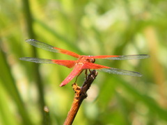 Libellula gaigei