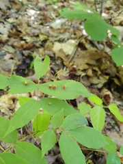 Phylloxera caryaefallax