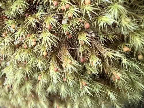 Bartramia halleriana observed 2026-08-24