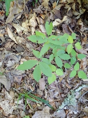 Phylloxera caryaefallax