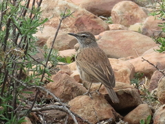 Certhilauda subcoronata gilli
