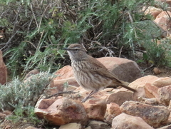 Certhilauda subcoronata gilli